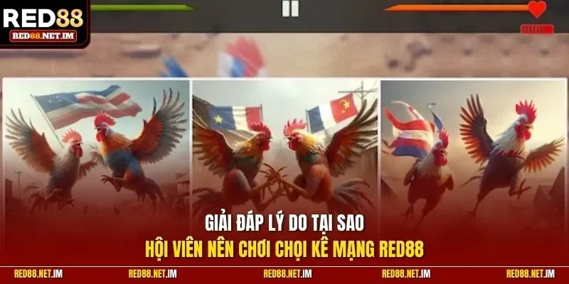 Giải đáp lý do tại sao hội viên nên chơi chọi kê mạng Red88